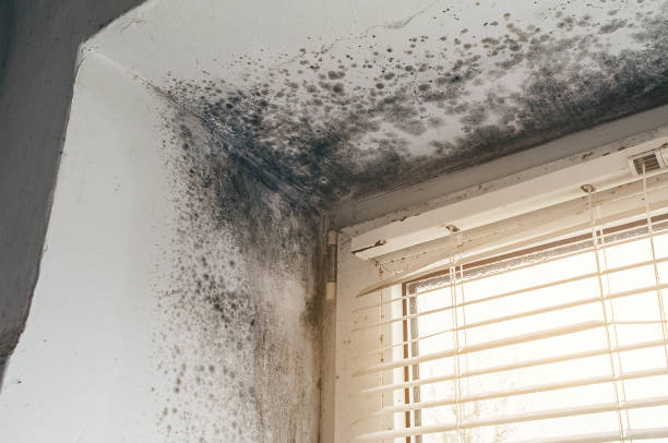 Trusted Black Mold Removal service in Woodland, PA - Cheap Mold Removal